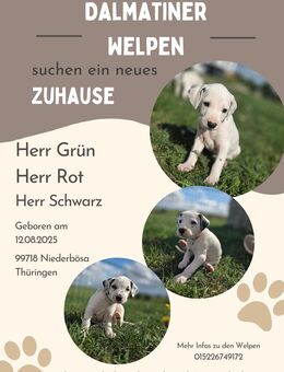 Dalmatiner Rüden aus liebevoller Hobbyzucht suchen neues Zuhause 🐾🤍🖤 - Niederbösa