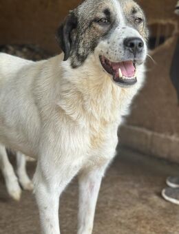 Maya ist eine sehr freundliche Lady 🐾 - Elsdorf (Nordrhein-Westfalen)