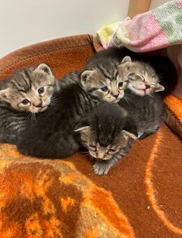 Kätzchen - Gummersbach Zentrum