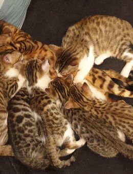 Bengal-EKH-Mix Kitten 2 Kater und 2 Katzen - Kriftel