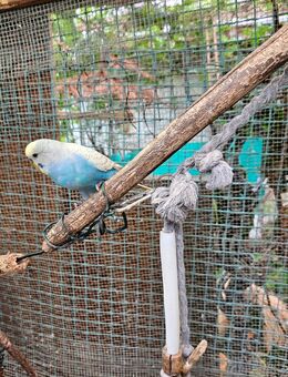 Wellensittich Regenbogen 🌈 jung und alt vom Züchter direkt DKB - Wiesbaden