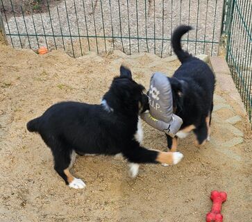 Süsse muntere Australian Shepherd mini Welpen mit Jahresimpfung