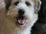 Kämpferherz FLUFFY sucht seine Chance - Kallmünz