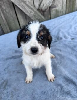 Unsere kleine Emily ist bereit für ihre Lieblingsmenschen - Berlin Charlottenburg-Wilmersdorf