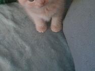 BKH Kitten suchen Liebevolles zuhause - Marl (Nordrhein-Westfalen)