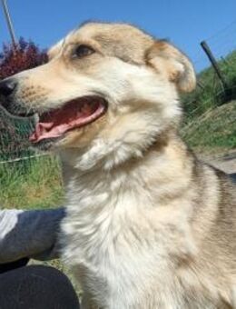 Queen Latifah sucht ihre Menschen - Linden (Hessen)