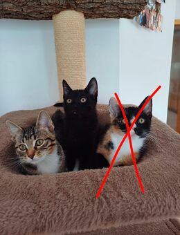 3 Katzen katze kitten katzenbabys katzenbaby hauskatzen hauskatze - Hadamar