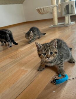 Reinrassige BKH kitten abzugeben - Reichshof