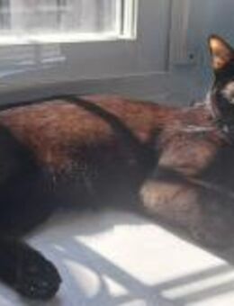 Luna2; Dream-Team mit Lily - Geilenkirchen