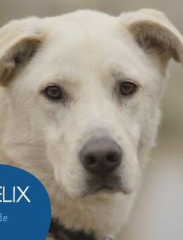 Freundlicher Felix sucht sein Zuhause - Tarmstedt