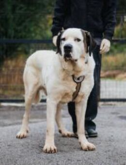 Keano - Großer Schmusehund sucht Zuhause - München