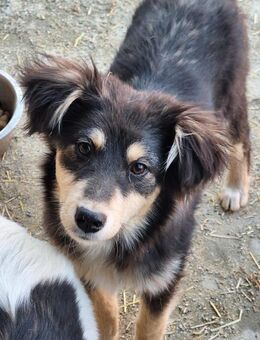 Hübscher Bub Max sucht Kinderstube (E) - Ludwigshafen (Rhein)