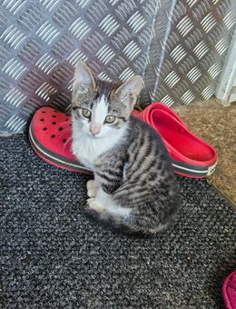 Unser kleiner Kater sucht ein neues Zuhause männlich und weiblich - Waabs
