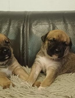 Schäferhund Boxer Welpen - Waren (Müritz)