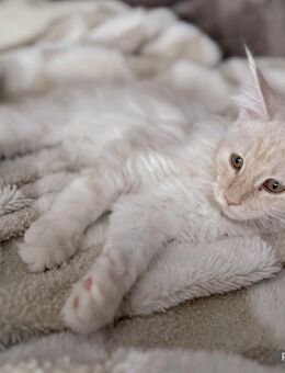 Reinrassige Maine Coon Kitten - Oelde