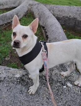 Kefír von kettenlos - Bollingstedt