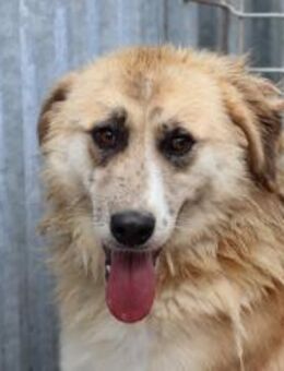 Guave - hübsche Familienhündin - Lohra