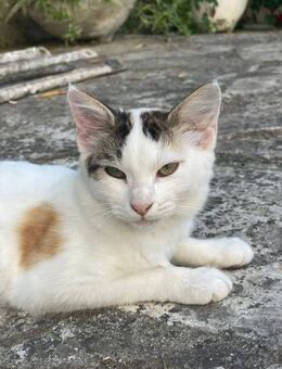 Avril 🐾 außergewöhnlich & charmant - Kirchheim (München)