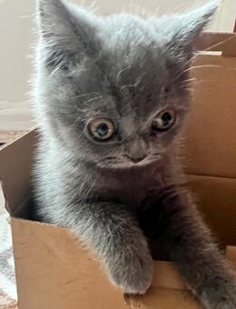 Britisch langhaar kitte - Ahaus Zentrum