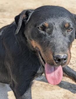 Archie lebensfroher Begleiter - Müglitztal