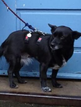 kleine, verschmuste Glinda 💕 - Kallmünz