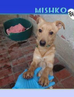 Mishko - Zuhause gesucht - Alfeld (Leine)