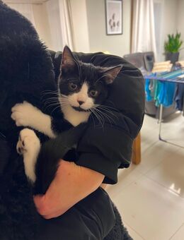 Mischlingskatze Mischlingskitte BKH Mix Mädchen Kitte - Frankenthal (Pfalz)