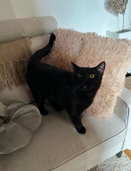 Liebevolle Bombay Katze sucht neues Zuhause - Berlin