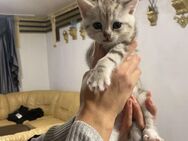 Britisch-Kurzhaar Mix Kitten mit wunderschöner Zeichnung – ab 07.05. abzugeben (Berlin) - Berlin