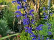 Salbei, Wiesen-Salbei (Salvia pratensis) - Horgenzell