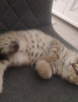 BKH Kitten - Lahr (Schwarzwald)
