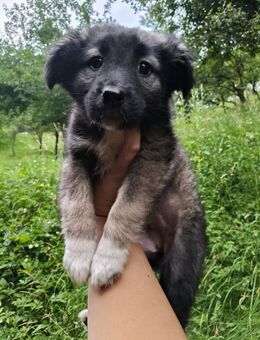 Viro 🐶 Kleine Teddybärin sucht neuen - Spenge
