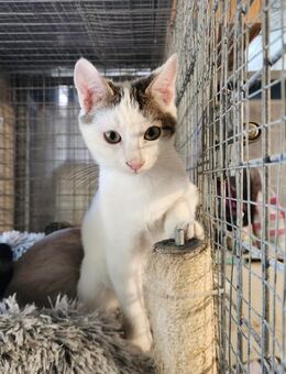 Syl; verspielte Jungkatze - Geilenkirchen