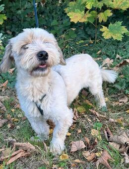 Schmuseprinz 8kg - Dillingen (Donau)