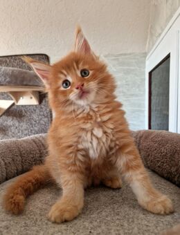 Maine Coon Kater (Junge) - Nienburg (Weser)