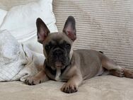 Französische Bulldogge - Marne