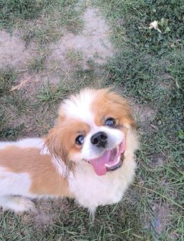 🐾 Miki 2-jähriger Tibet Spaniel - Kassel