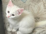 BKH-Angora Mix Kitten Weiß - Wehingen