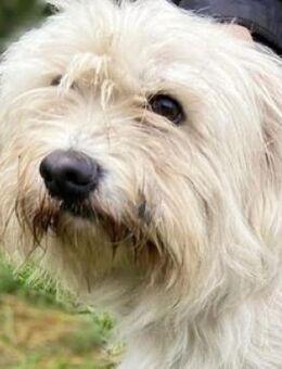 Wuschelkopf JOEY - Gefrees