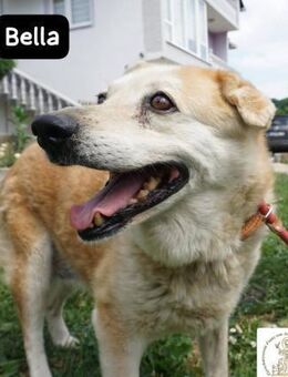 Bella 15 Jahre Leben, Liebe gesucht... - Kissing