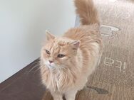Schöne BLH Freigänger Katze sucht liebevolles Zuhause - Göppingen