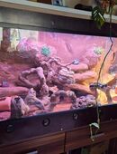 Terrarium mit 3 Leopardgeckos in 53545