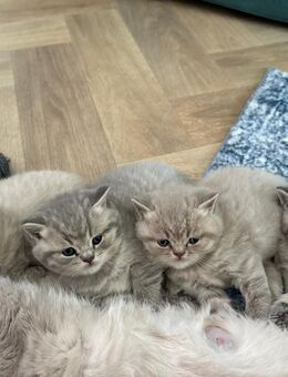 Britisch Kurzhaar - Bochum Langendreer