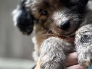 Außergewöhnliche hübsche Aussiedoodle Welpen - Aurich