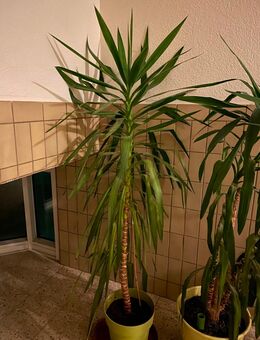 3 Pflanzen für insgesamt 100€VB - Unna