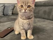 Bkh kitten Kater Katze tabby britisch kurzhaar grau Blue - Düsseldorf
