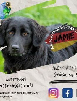 JAMIE-Schmusebär & aktiver Naturbursche - Waakirchen