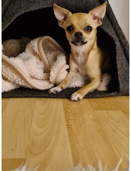 Zauberhafte reinrassige Chihuahua Hündin - Dortmund