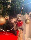 Drei Maine-Coon-Kitten abzugeben in 40764