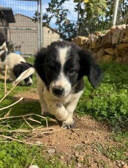 Linus verpielt und zugänglich - Haan